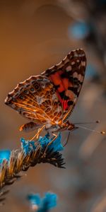 Flor,Macro,Insecto,Mariposa