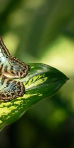 Macro,Insect,Butterfly,Leaflet