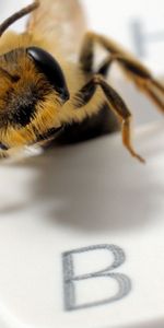 Macro,Insect,Button,Eyes,Keyboard