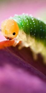 Lilas,Chenille,Insecte,Macro