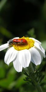 Macro,De Cerca,Primer Plano,Insecto,Manzanilla