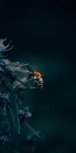 Macro,Insect,Close Up,Bumblebee,Flower