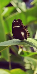 Macro,De Cerca,Primer Plano,Insecto,Folleto,Mariposa