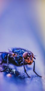 Macro,Insect,Close Up,Fly