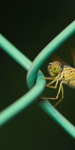 Macro,Insect,Crawl,Metal,Grid