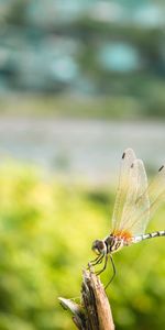 Macro,Insect,Dragonfly,Close Up