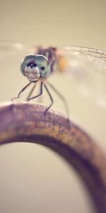 Macro,Insect,Dragonfly,Metal