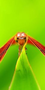 Plante,Planter,Macro,Insecte,Libellule