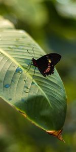 Macro,Insect,Drops,Butterfly,Leaflet