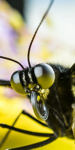 Insecte,Yeux,Papillon,Macro