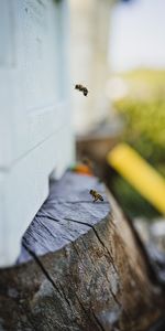 Macro,Insecto,Vuelo,Abeja,Tocón