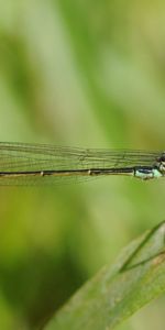 Plante,Planter,Macro,Insecte,Vol,Libellule