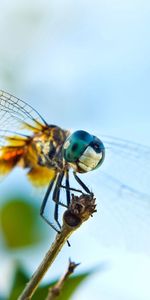 Ailes,Aile,Macro,Insecte,Vol,Libellule