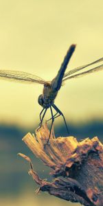 Madera,Insecto,Vuelo,Libélula,Macro,De Madera