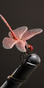 Macro,Insect,Flight,Pink