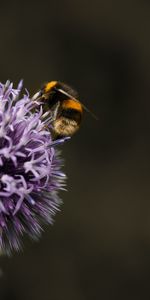 Insecte,Bourdon,Fleur,Macro