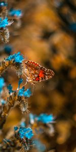 Flor,Macro,Insecto,Mariposa