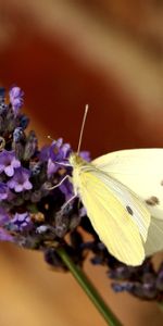 Macro,Fleur,Insecte,Papillon