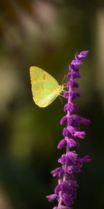 Macro,Insecte,Fleur,Papillon