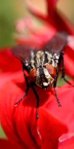 Macro,Insect,Flower,Close Up,Fly