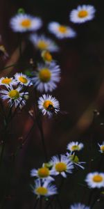 Macro,Insect,Flowers,Camomile