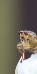 Mouche,Insecte,Macro