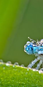 Macro,Insect,Frost,Hoarfrost,Dragonfly