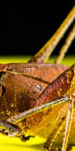 Macro,Insecto,Saltamontes