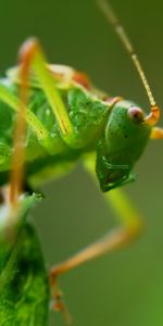 Macro,Sauterelle,Antennes,Vrilles,Insecte