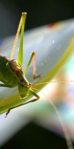 Macro,Insect,Grasshopper,Plant