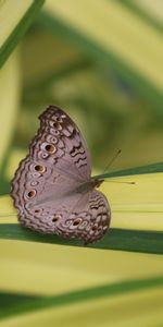 Macro,Insecto,Mariposa