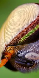 Macro,Insect,Head,Close Up,Eyes