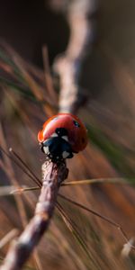 Macro,Insect,Ladybird,Ladybug,Close Up