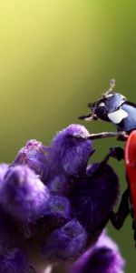 Macro,Insect,Ladybird,Ladybug,Crawl,Flower