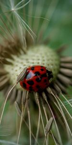 Macro,Insecte,Pissenlit,Coccinelle