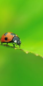 Ramper,Macro,Feuille,Forme,Insecte,La Forme,Coccinelle