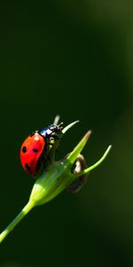 Macro,De Cerca,Insecto,Mariquita,Primer Plano