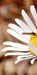 Ramper,Camomille,Macro,Insecte,Coccinelle