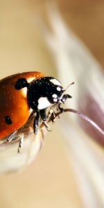 Macro,Ramper,Fermer,Insecte,Gros Plan,Coccinelle