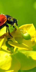 Insecte,Fleur,Coccinelle,Macro