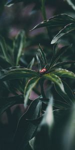 Planter,Macro,Feuilles,Plante,Insecte,Coccinelle