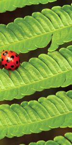 Macro,Insect,Ladybug,Ladybird,Leaves,Plant,Fern