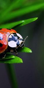 Macro,Insecto,Mariquita,Planta