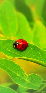 Macro,Insect,Ladybug,Ladybird,Sheet,Leaf,Plant