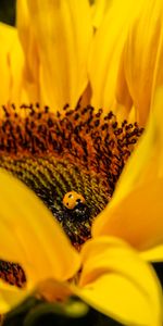 Flor,Macro,Insecto,Mariquita,Girasol