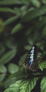 Macro,Insect,Leaves,Butterfly