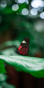 Hojas,Macro,Insecto,Mariposa