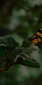 Macro,Insect,Leaves,Butterfly