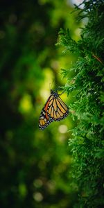 Macro,Insect,Monarch Butterfly,Butterfly Monarch,Branch,Butterfly