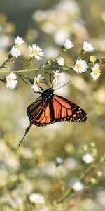 Papillon Monarque,Fleurs,Marron,Insecte,Monarque Papillon,Macro,Papillon